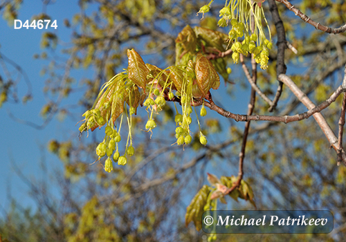 Sugar Maple (Acer saccharum)